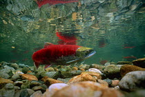 Sockeye salmon (Oncorhynchus nerka) female in terminal spawning phase. Adams River, British Columbia, Canada.