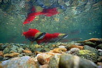 Sockeye salmon (Oncorhynchus nerka) male and female pair in terminal spawning phase. Adams River, British Columbia, Canada.