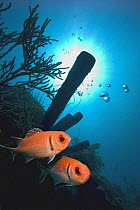 Blackbar soldierfish (Myripristis jacobus)  Bonaire, Netherlands Antilles, Caribbean