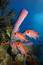 Blackbar Soldierfish group (Myripristis jacobus) Bonaire, Netherlands Antilles, Caribbean photographed during making of BBC Planet Earth series 2005