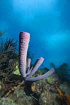 Stove pipe sponge (Aplysina archeri) Caribbean photographed during making of BBC Planet Earth series 2005