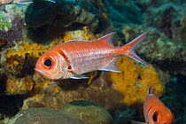Blackbar Soldierfish (Myripristis jacobus) Caribbean photographed during making of BBC Planet Earth series 2005