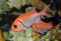 Blackbar Soldierfish (Myripristis jacobus) on reef, Bonaire, netherlands antilles, Caribbean photographed during making of BBC Planet Earth series 2005