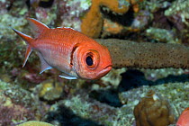 Blackbar Soldierfish (Myripristis jacobus) on reef, Bonaire, netherlands antilles, Caribbean photographed during making of BBC Planet Earth series 2005