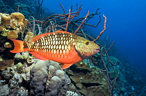 Stoplight parrotfish female (Sparisoma viride) Bonaire, Netherlands Antilles, Caribbean