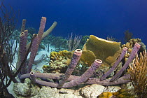 Stove pipe sponge group (Aplysina archeri) in reef scene. Bonaire, Netherlands Antilles, Caribbean,  photographed during making of BBC Planet Earth series 2005
