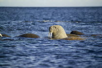 Atlantic Walrus (Odobenus rosmarus) in water, Hudson bay, Canada