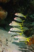 Yellow goatfish (Mulloidicthys martinicus) Bonaire. Netherlands Antilles, Caribbean photographed during making of BBC Planet Earth series 2005