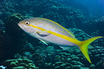 Yellowtail snapper (Ocyurus chrysurus) Caribbean photographed during making of BBC Planet Earth series 2005