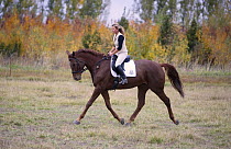 Woman trotting on chestnut Dutch warmblood mare, Longmont, Colorado, USA. Model released.