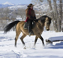 Woman riding Buckskin morgan mare, trotting through snow, Longmont, Colorado, USA. Model released.