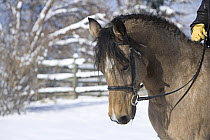 Buckskin morgan mare head, Longmont, Colorado, USA.