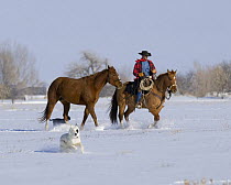 Cowboy cantering and leading Sorrel quarter horse geldings, with two mixed breed dogs in snow, Longmont, Colorado, USA.