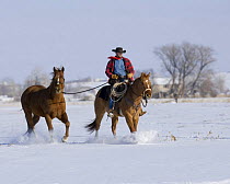 Cowboy riding red dun Quarter horse gelding and leading chestnut Quarter horse gelding through snow, Bethoud, Colorado, USA. Model released.