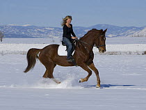 Woman riding chestnut Dutch warmblood mare, cantering in snow, Longmont, Colorado, USA. Model released.
