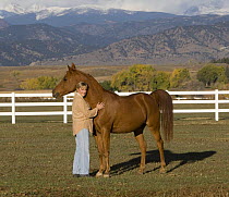 Woman handling chestnut Arabian gelding in field, Boulder, Colorado, USA