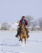 Cowboy cantering through snow on red dun Quarter horse gelding, Berthoud, Colorado, USA.