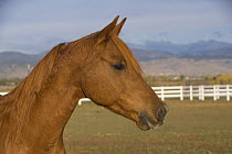 Chestnut Arabian gelding head profile, Boulder, Colorado, USA.