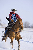 Cowboy cantering through snow on chestnut red dun Quarter Horse gelding, Berthoud, Colorado, USA. Model released.