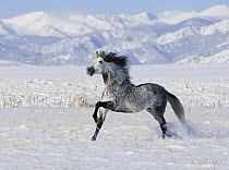 Grey Andalusian stallion trotting in snow, Longmont, Colorado, USA.