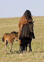 Bay stallion mounting black mare with bay filly in background, Pryor Mountains, Montana, USA.