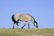 Blue roan stallion snaking, Pryor Mountains, Montana, USA.