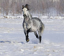 Grey Andalusian Stallion trotting in snow, Longmont, Colorado, USA.