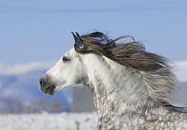 Grey andalusian stallion head profile while cantering, Longmont, Colorado, USA.