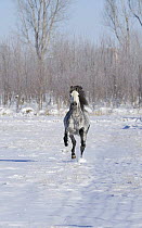 Grey andalusian stallion cantering in snow, Longmont, Colorado, USA.