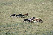 Three black bachelor stallions chasing a bay filly while blue roan stallion mates with palomino mare next to blue roan mare, bay mare, and palomino filly, Pryor Mountains, Montana, USA.