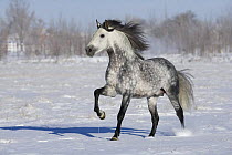 Grey andalusian stallion trotting in snow, Longmont, Colorado, USA.