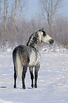 Rear view of Grey andalusian stallion standing in snow, Longmont, Colorado, USA.