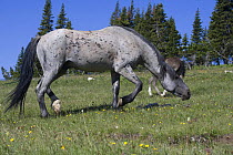 Blue Roan Stallion snaking grulla colt, Pryor Mountains, Montana, USA.