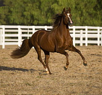 Chestnut Peruvian paso stallion cantering in field, Ojai, California, USA.