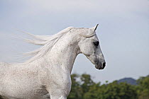 Grey Arab Stallion, Ojai, California, USA.