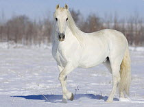 Grey Andalusian stallion portrait in snow, Longmont, Colorado, USA.