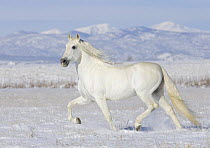 Grey Andalusian stallion trotting in snow, Longmont, Colorado, USA.