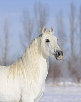Grey Andalusian stallion head and neck portrait, Longmont, Colorado, USA.