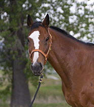 Bay Thoroughbred gelding with headcollar and lead rope, Fort Collins, Colorado, USA.