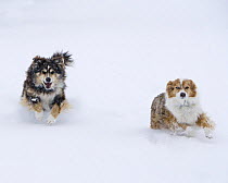Female Red Merle and Red Tricolor Australian Shepherd dogs running in snow, Longmont, Colorado, USA.