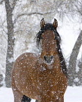 Bay Andalusian stallion portrait with falling snow, Longmont, Colorado, USA.