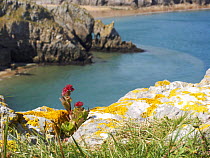 Wild Sedum growing on cliff tops at Stackpole, Pembrokeshire, South Wales, UK