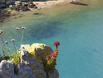 Wild Sedum growing on cliff tops at Stackpole, Pembrokeshire, South Wales, UK