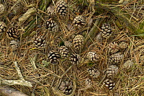 Scots Pine {Pinus sylvestris} cones and needles on forest floor, UK