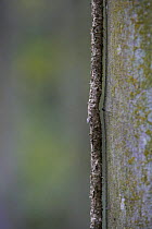 Stem of ivy climbing up Sycamore tree, UK