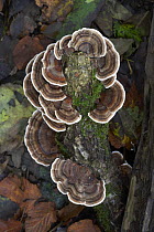 Turkey tail / Many zoned polyphore {Coriolus / Tramates versicolor} growing on decaying tree stump. Cumbria, UK