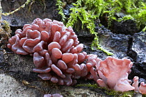Jelly fungus {Tremella encephala} on birch wood, Cumbria, UK
