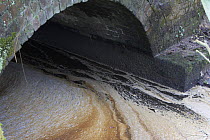 Pollution on the surface of a small stream flowing under bridge, Lancashire, UK