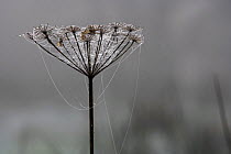 Spiderwebs laden with dew on umbelliferous plant, UK