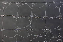 Spiderwebs on wire fencing, UK